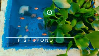 FISH POND||DIY FISH POND||Molly Fish Pond||fish pond||Molli fish babies||