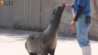 赤ちゃん誕生目指す…4月に仲間入りしたカリフォルニアアシカ「しずく」初公開 いしかわ動物園