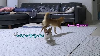 Welsh Corgi's Response to Mom's Homecoming