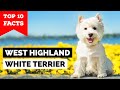 West Highland White Terrier - Top 10 Facts [Westie]