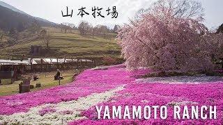 Yamamoto Ranch (山本牧場) 🇯🇵Uwajima