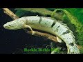 types of bichir fish