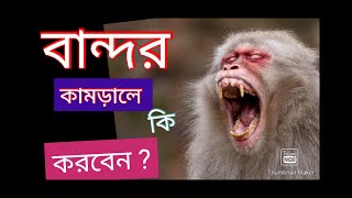 বান্দর কামড়ালে কি করবেন ?|বান্দর কামড়ানো |monkey bite| |rabies risk #বান্দর  | bangla