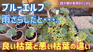 【多肉植物】🍃ブルーエルフ　良い枯葉と悪い枯葉の違い