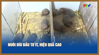 Nuôi dúi đầu tư ít, hiệu quả cao | Tin tức Phú Thọ