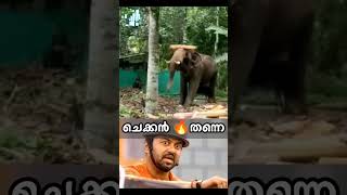 Elephant Kick 🤣🤣🤣  #kerala #funny #viral #kicks #elaphant #ആന #funny #commentary #football #shorts