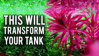 5 Secret Techniques To Make Any Aquarium Look Incredible