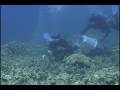 Aquarium Fish collectors in West Hawaii