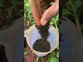 🦗Massive cricket Vs Alien bullet ants🐜🐜