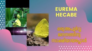 അപൂര്‍വമായി ലഭിക്കുന്ന സൗഭാഗ്യം സ്വര്‍ണ്ണ നിറത്തിലുള്ള സുന്ദരിയുടെ  ജനനം. മുഴുവന്‍ കാണുക.