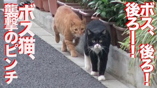 キレたナイフ猫、最強の猫に背後から奇襲するも…？ The senior kitten 'Sango' attacked the boss-cat 'Yongo'