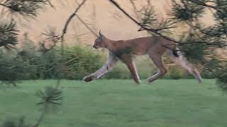 Ilves pihalla / Lynx lynx in the backyard / Bobcat in the backyard