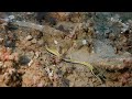 수중촬영 4k underwater shooting _ribbon eel_리본장어 01