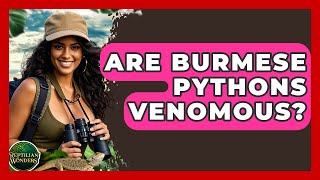 Are Burmese Pythons Venomous? - Reptilian Wonders