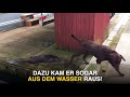 dieser otter wollte nur spielen doch die hunde wussten nicht wie…