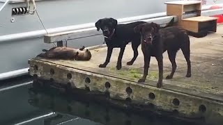 Dieser Otter wollte nur spielen, doch die Hunde wussten nicht wie…