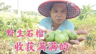 小伙去摘芭蕉，意外发现了棵野生石榴，收获满满的靓货，摘个不停