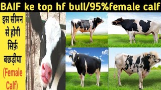 BAIF ke New Top  HF Bull/Baif ke sabse Jayada milk Record vale HF  Bull\\#Baif#Breed#HF#Bloodline#Hf