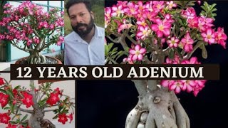 How to repot \u0026 pruning adenium plant /അഡീനിയം മാറ്റി നടുന്ന രീതിയും, കമ്പ് കട്ട്‌ ചെയ്യുന്ന രീതിയും.