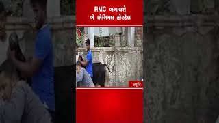 RMC બનાવશે બે એનિમલ હોસ્ટેલ | #rajkotnews | #rmc | #straycattle | #tv9news #tv9gujaratinews