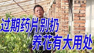 这几种药片过期了也别扔，简单一处理，养花再也不黄叶、烂根【农村养花匠】