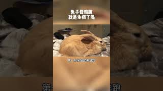 兔子母鸡蹲就是生病了吗？