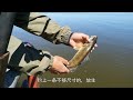 露营，钓鱼 1 钓大鱼 差点把我的鱼竿弄断）enjoy of catching big fish at lesser slave lake 2021