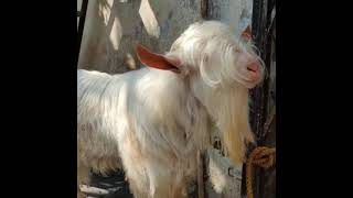 bantam breeder male goat. bakra eid 2023 deonar for more details contact on 8082754564