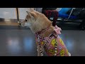 ☆柴犬の介助犬☆留奈ちゃんと電車でお出かけ☆彡