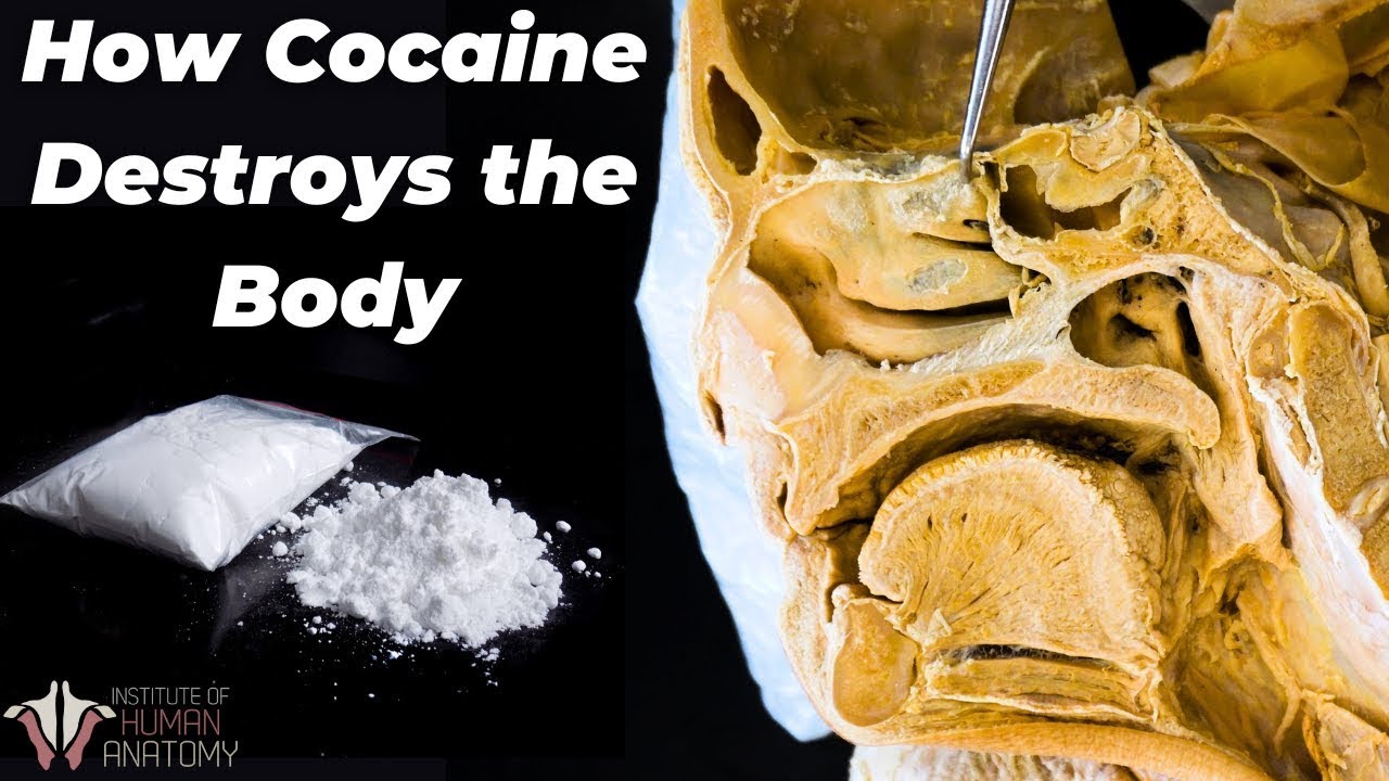 Why Cocaine Is So Incredibly Dangerous Housepetscare