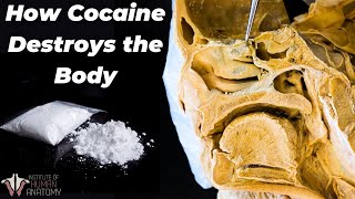 Why Cocaine Is So Incredibly Dangerous