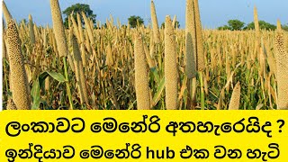 ඉන්දියාව මෙනේරි වල කෙන්ද්‍රස්ථානය වන හැටි | millet for hunger hunting 2030