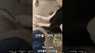 견주라면 100% 공감하는 영상 #shorts #보더콜리 #bordercollie #강아지 #dog #강아지일상 #cute #adorable #funny