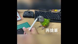 鸚鵡如何搞破壞