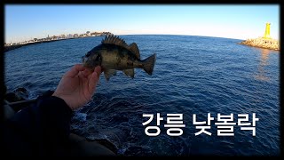 볼락 떼피딩을 만나버린 것/강릉 주문진항/23.11.25