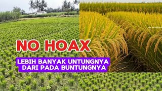 FAKTA PRUNING PADI,TERNYATA INI KELEBIHAN DAN KEKURANGAN YANG SEBENARNYA