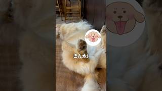 【ゴールデンレトリバー】　みんなに見られちゃったよ！　#goldenretriever #dog