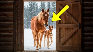 Man Lets a Mustang Mare and Her Foal Into His House – What Happened Next Shocked Everyone