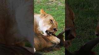 Lioness Having its Meal   Wincent   4bo7r #wildlife #nature #lion