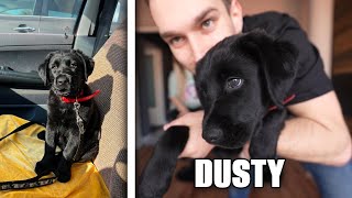 LETT egy KÖZÖS KISKUTYÁNK  |  DUSTY 🐶