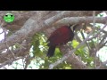 crimson backed flameback in action