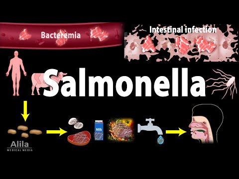 Is Salmonella beneficial to humans?