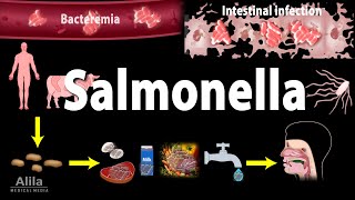 Salmonella Infections - Salmonellosis, Animation