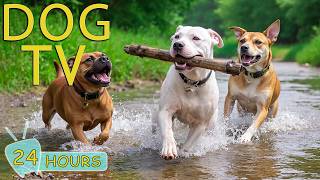 DOG TV: Best Videos Entertain & Anti-Anxiety for Dogs to Watch All Day - Ultimate Music for Dogs