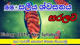 #සෙලීය ශ්වසනය ගොඩක් සරල සටහනකින්...sl learning with මැන්ඩි