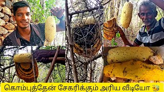 கொம்பு தேன் சேகரிக்கும் வீடியோ | Kombu Honey Hunting | Tamil | Medicine | ORIGINAL | ARUPADAI