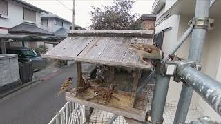 賑やかなスズメの食事風景