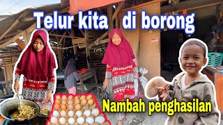 TELUR AYAM KITA DI BORONG HABIS⁉️ ALHAMDULILLAH BISA MENAMBAH PENGHASILAN