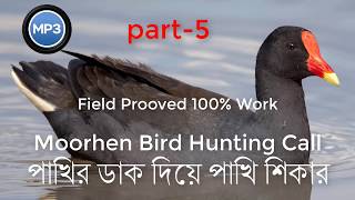 Moorhen Bird Hunting Call