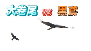 大卷尾 VS 黑鳶_EP12_二對二_窗外鳥世界_2023年7月10日